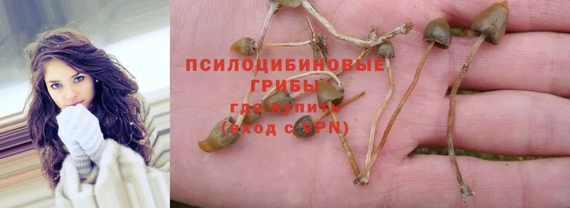 Галлюциногенные грибы Psilocybe  продажа наркотиков  Иланский 